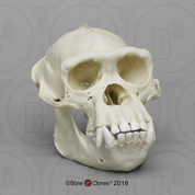 Adult Male Chimpanzee Skull Adult Male Chimpanzee Skull, image