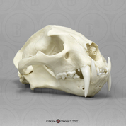 Male Clouded Leopard Skull, image Male Clouded Leopard Skull, image