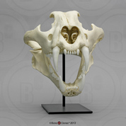 Siberian Tiger Skull, Male Siberian Tiger Skull, Male