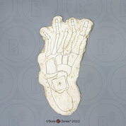 Bigfoot Left Footprint, Impression and Reconstruction by Dr.Grover Krantz