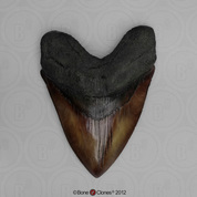 6 3/4 Inch Megalodon Shark Tooth (Replica)