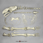 Disarticulated Elephant Bird Skeleton Disarticulated Elephant Bird Skeleton