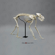 Articulated Mandrill Baboon Skeleton Articulated Mandrill Baboon Skeleton