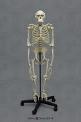 Articulated Bipedal Chimpanzee Skeleton with Stand