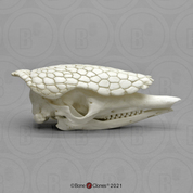 Common Armadillo Skull Common Armadillo Skull