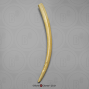 Walrus Tusk giant Walrus Tusk giant