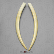 Walrus Tusks (pair)