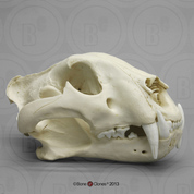 Bengal Tiger Skull, Male Bengal Tiger Skull, Male