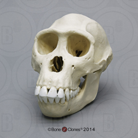 Female Bonobo Skull Female Bonobo Skull