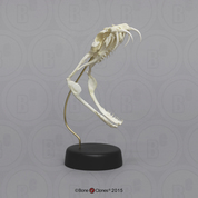 Gaboon Viper Skull Gaboon Viper Skull