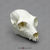 Indri Lemur Skull Indri Lemur Skull