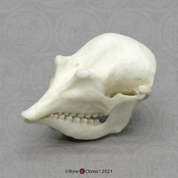 Fairy Armadillo Skull Fairy Armadillo Skull