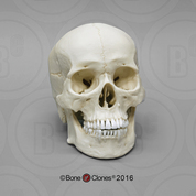 Human Male Asian Skull Human Male Asian Skull