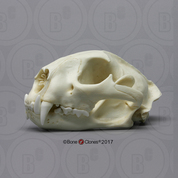 Cougar Skull, Male Cougar Skull, Male