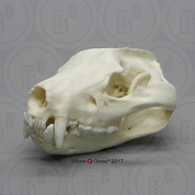 Tasmanian Devil Skull Tasmanian Devil Skull