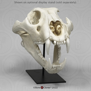 Extra Large African Lion Skull, Male Extra Large African Lion Skull, Male