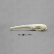 Giant Anteater Skull Giant Anteater Skull