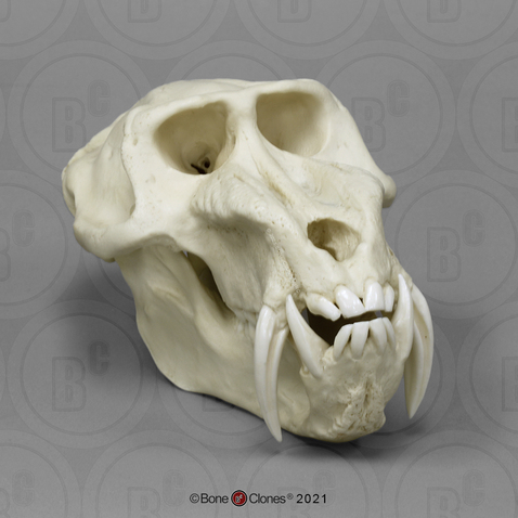 Male Mandrill Baboon Skull Male Mandrill Baboon Skull