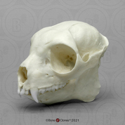 Sifaka Lemur Skull Sifaka Lemur Skull