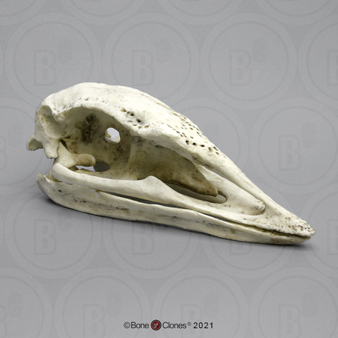 Elephant Bird Skull Elephant Bird Skull