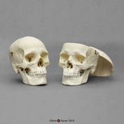 Human Female and Male European Calvarium Cut Skulls Comparison Set