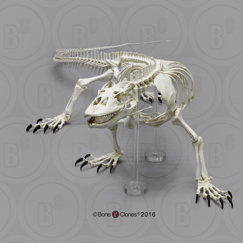 Articulated Komodo Dragon Skeleton Articulated Komodo Dragon Skeleton