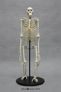 Articulated Bonobo Skeleton Articulated Bonobo Skeleton