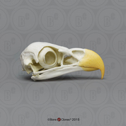 Bald Eagle Skull Bald Eagle Skull