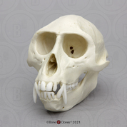 Vervet Monkey Skull Vervet Monkey Skull
