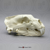 Polar Bear Skull