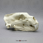 Polar Bear Skull Polar Bear Skull