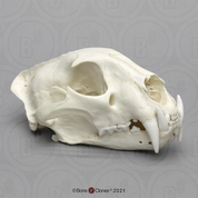 Male African Leopard Skull Male African Leopard Skull