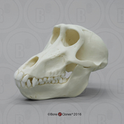 Female Chacma Baboon Skull Female Chacma Baboon Skull