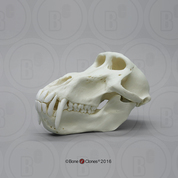 Male Chacma Baboon Skull Male Chacma Baboon Skull