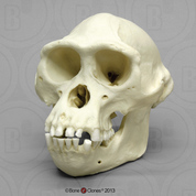Male Bonobo Skull Male Bonobo Skull