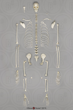Disarticulated Siamang Skeleton