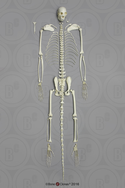 Disarticulated Black Spider Monkey Skeleton