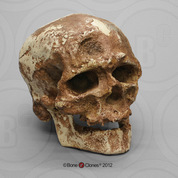 Cro-Magnon 1 Cranium and Jaw