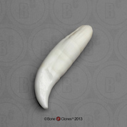 Killer Whale Tooth KO-012