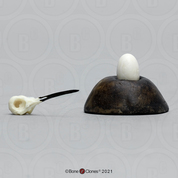 Ruby-throated Hummingbird Skull and Egg Set Ruby-throated Hummingbird Skull and Egg Set
