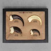 Set of 4 Bear Claws in Riker Box Set of 4 Bear Claws in Riker Box