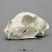 Male Cheetah Skull