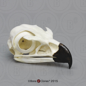 Golden Eagle Skull Golden Eagle Skull