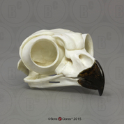 Great Horned Owl Skull