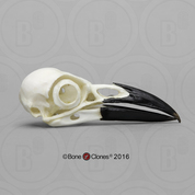 Crow Skull Crow Skull