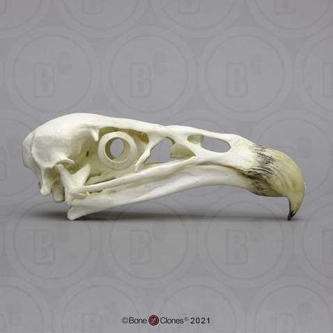 California Condor Skull