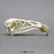California Condor Skull California Condor Skull