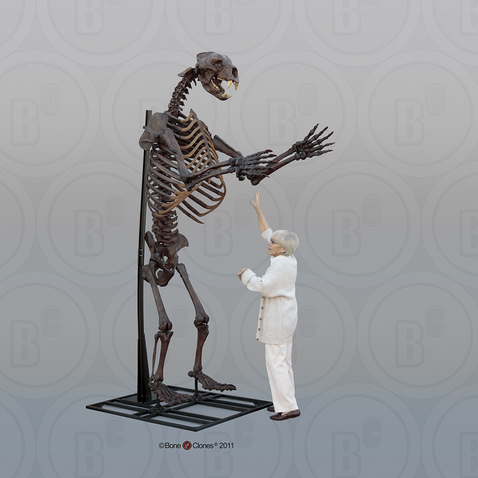 Short-faced Bear Articulated Upright Skeleton Short-faced Bear Articulated Upright Skeleton