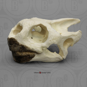 Galapagos Tortoise Skull Galapagos Tortoise Skull