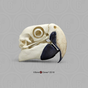 Scarlet Macaw Skull Scarlet Macaw Skull